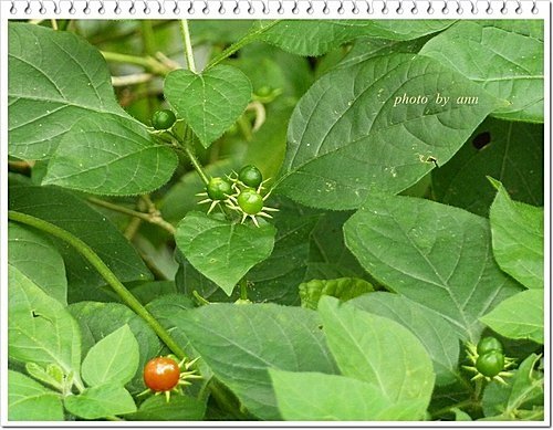 茄科-雙花龍葵04.jpg