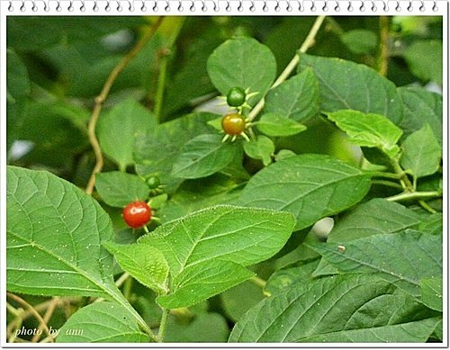 茄科-雙花龍葵05.jpg