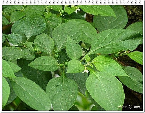 茄科-雙花龍葵03.jpg