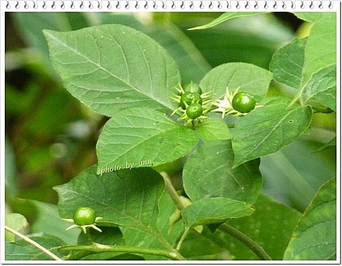 茄科-雙花龍葵07.jpg