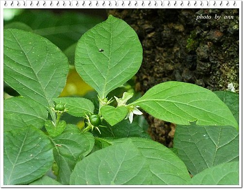 茄科-雙花龍葵08.jpg