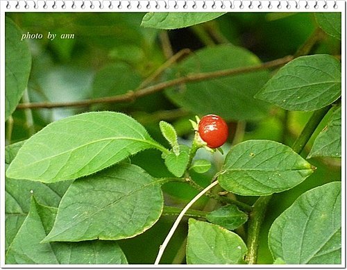 茄科-雙花龍葵11.jpg