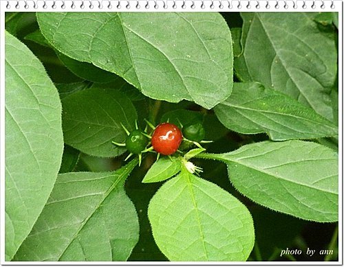 茄科-雙花龍葵09.jpg