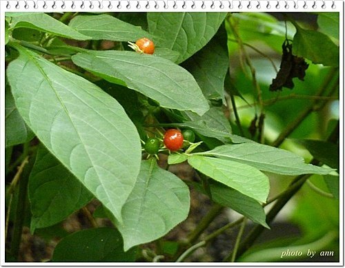茄科-雙花龍葵10.jpg