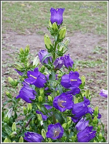 桔梗科-風鈴草08.jpg