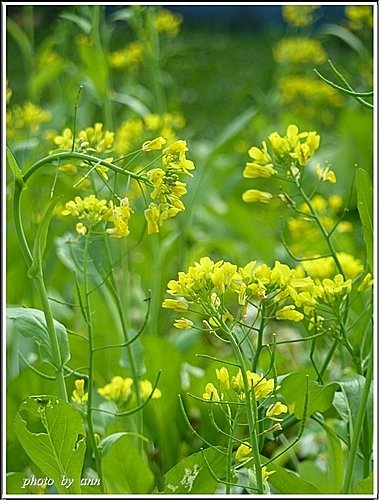 十字花科-油菜10.jpg