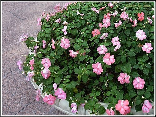 鳳仙花科-非洲鳳仙花13.jpg