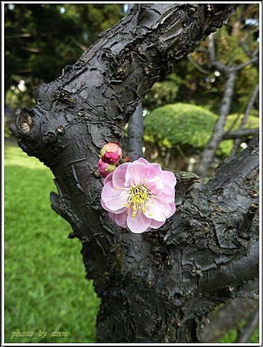 薔薇科-紅梅06.jpg