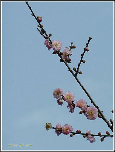 薔薇科-紅梅05.jpg