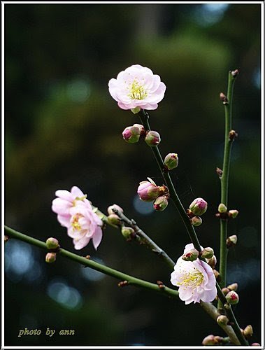 薔薇科-紅梅04.jpg