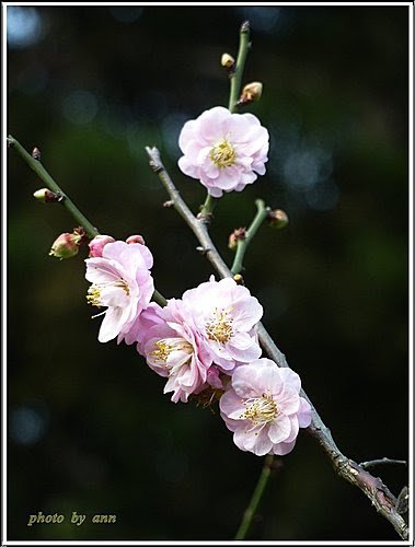 薔薇科-紅梅03.jpg