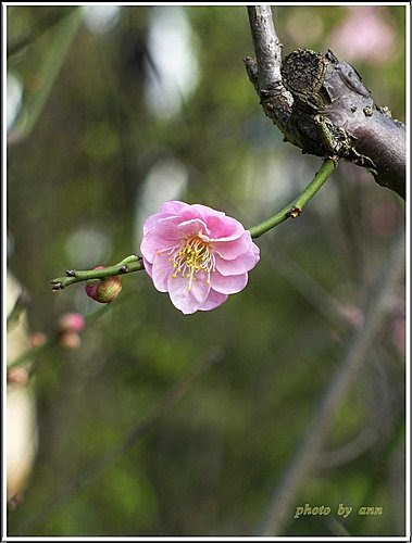 薔薇科-紅梅02.jpg