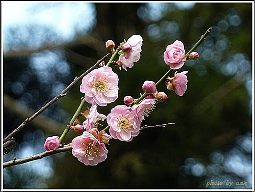 薔薇科-紅梅07.jpg