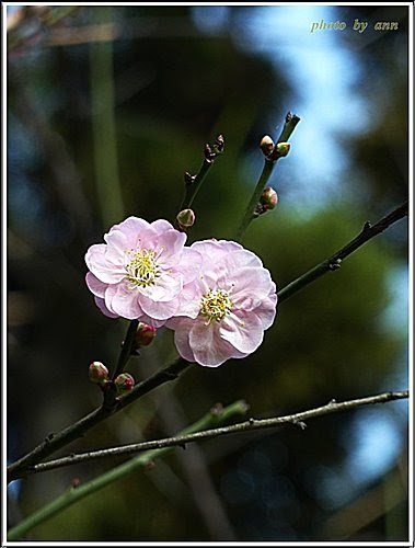 薔薇科-紅梅08.jpg