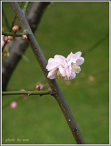 薔薇科-紅梅10.jpg