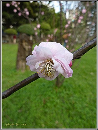 薔薇科-紅梅09.jpg