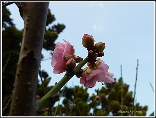 薔薇科-紅梅13.jpg