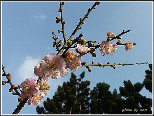 薔薇科-紅梅15.jpg