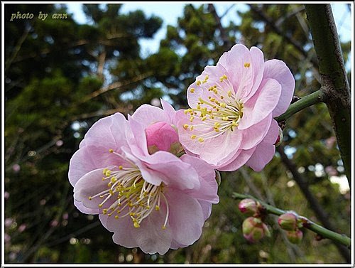 薔薇科-紅梅14.jpg