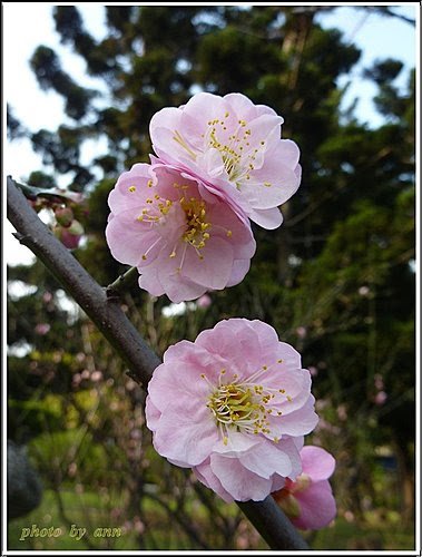 薔薇科-紅梅16.jpg