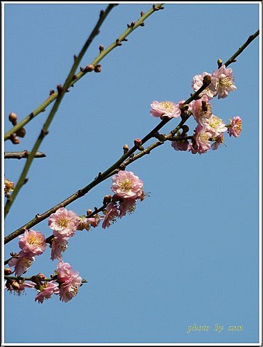薔薇科-紅梅18.jpg