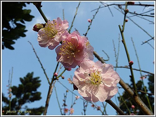 薔薇科-紅梅17.jpg