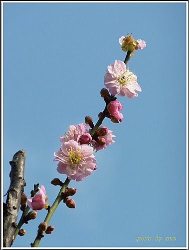 薔薇科-紅梅19.jpg