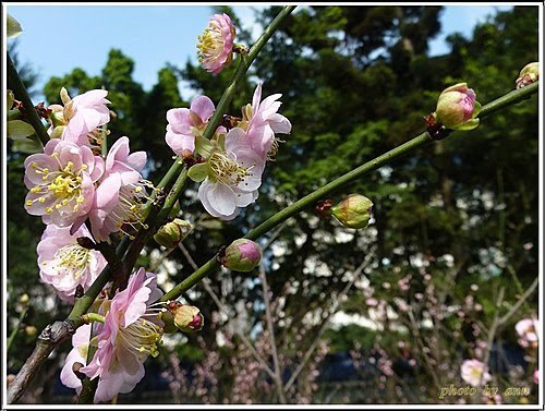 薔薇科-紅梅20.jpg