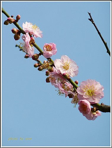 薔薇科-紅梅21.jpg