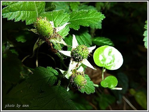 薔薇科-刺梅08.jpg