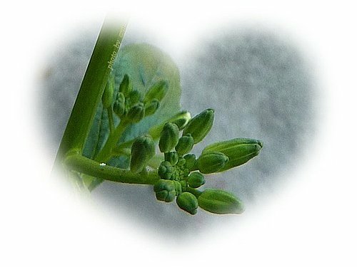 十字花科-蘿蔔03.jpg