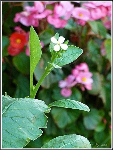 十字花科-蘿蔔04.jpg