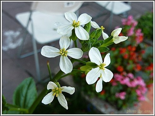 十字花科-蘿蔔01.jpg