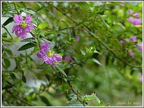 千屈菜科-細葉雪茄花02.jpg