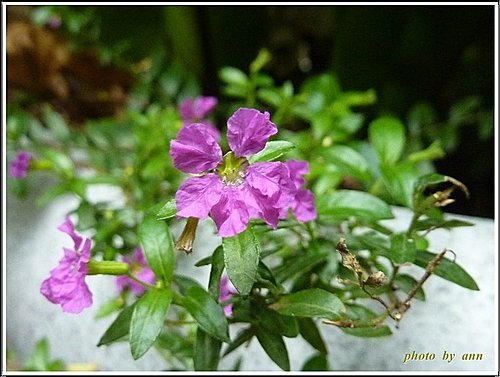 千屈菜科-細葉雪茄花03.jpg