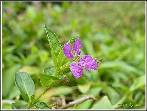 千屈菜科-細葉雪茄花01.jpg