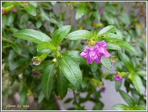千屈菜科-細葉雪茄花05.jpg