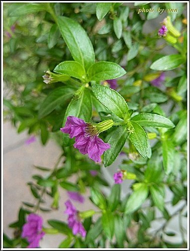 千屈菜科-細葉雪茄花07.jpg