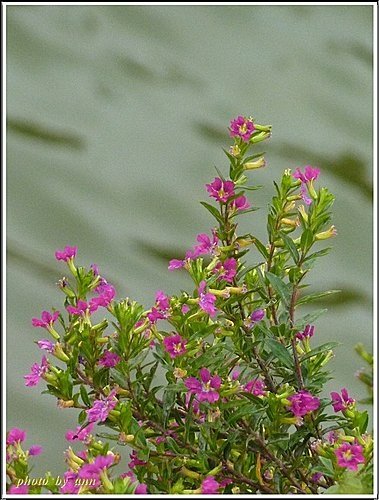 千屈菜科-細葉雪茄花08.jpg