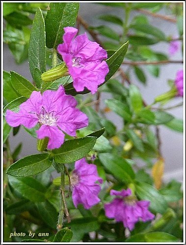 千屈菜科-細葉雪茄花09.jpg