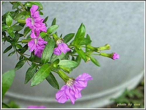 千屈菜科-細葉雪茄花11.jpg