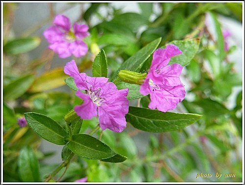千屈菜科-細葉雪茄花13.jpg