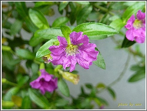 千屈菜科-細葉雪茄花14.jpg