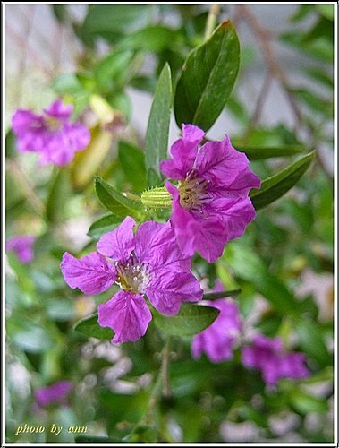 千屈菜科-細葉雪茄花15.jpg