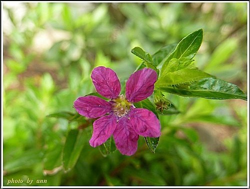 千屈菜科-細葉雪茄花17.jpg