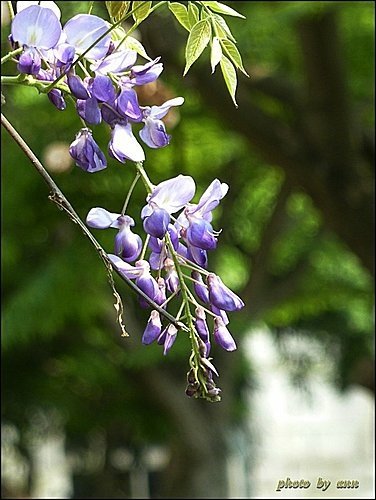 豆科-紫藤04.jpg