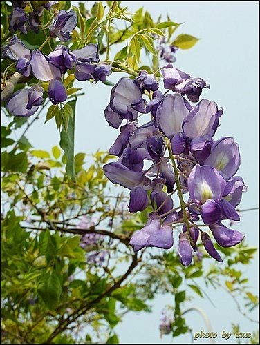 豆科-紫藤06.jpg