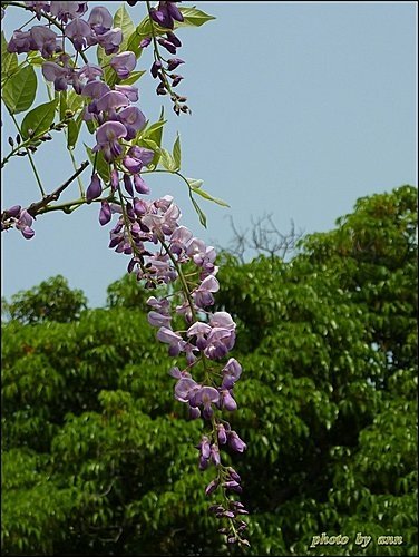 豆科-紫藤13.jpg