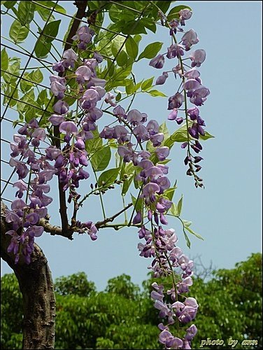 豆科-紫藤14.jpg