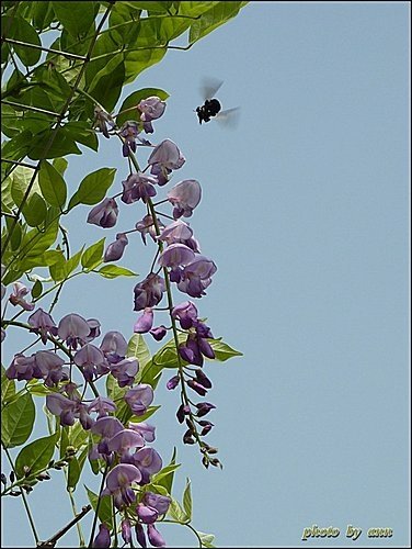 豆科-紫藤15.jpg